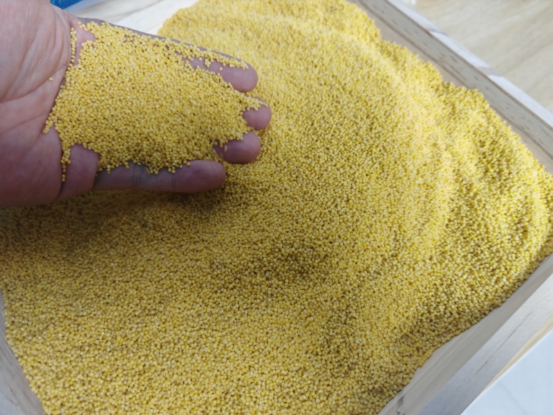 金沃糧小米加工廠 匠心傳承，品質生活的糧食守護者